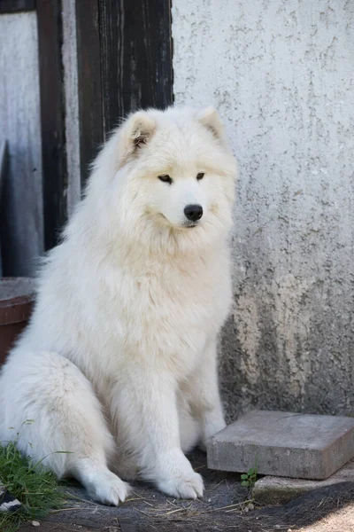 Biały Samoyed Szczeniak Siedzi Dziedzińcu Pies Naturze Spacer — Zdjęcie stockowe