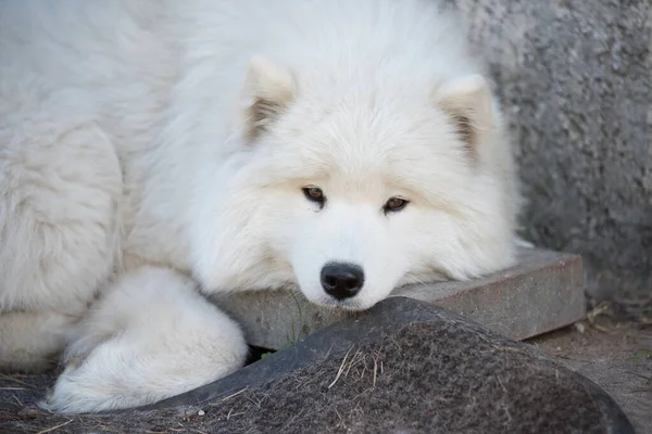 Beyaz Samoyed Köpeği Avluda Oturuyor Doğadaki Köpek Bir Yürüyüş — Stok fotoğraf