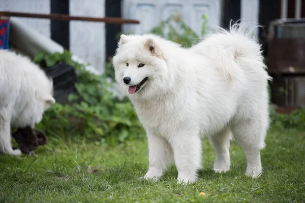 Blanco Cachorro Samoyed Sienta Patio Perro Naturaleza Paseo — Foto de Stock