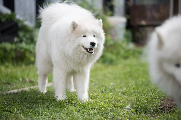 Λευκό Κουτάβι Samoyed Κάθεται Στην Αυλή Σκύλος Στη Φύση Μια — Φωτογραφία Αρχείου