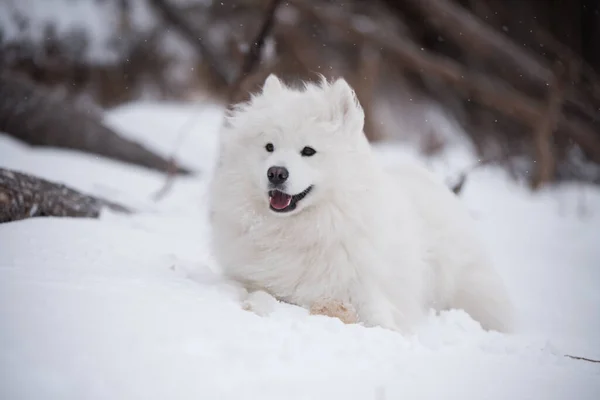美しい白いサモイド犬は雪の上にありますSaulkrastiビーチラトビアの白い砂丘 — ストック写真