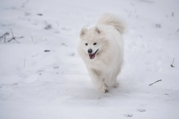 Samoyed Λευκό Σκυλί Τρέχει Στο Χιόνι Έξω Στο Φόντο Του — Φωτογραφία Αρχείου