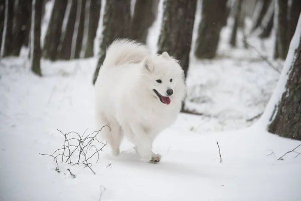 Samoyedo Perro Blanco Está Corriendo Nieve Fuera Fondo Invierno —  Fotos de Stock