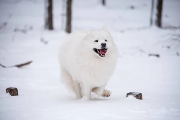 Samoyed Cão Branco Está Correndo Neve Fora Fundo Inverno — Fotografia de Stock