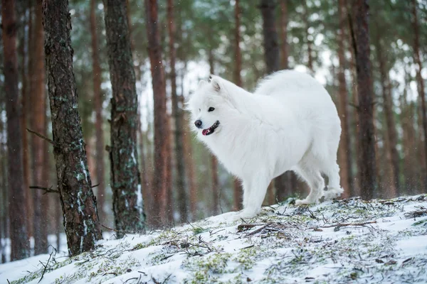 Чудовий Самозакоханий Білий Собака Сидить Зимовому Лісі Карнікові Балтія — стокове фото