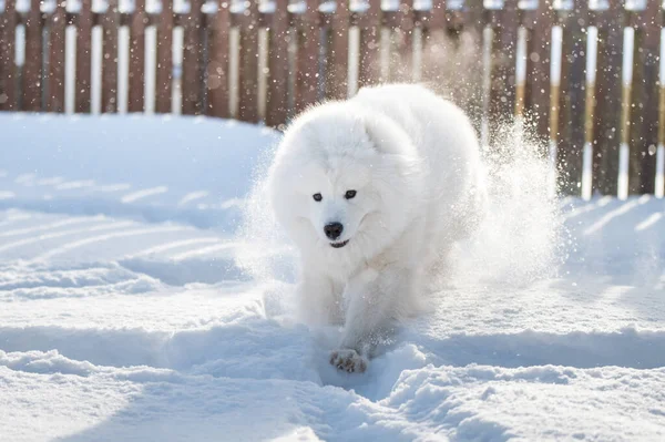 Samoyed Cane Bianco Esecuzione Sulla Neve Fuori Sfondo Invernale — Foto Stock