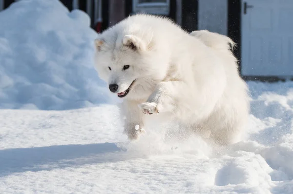Samoyed Witte Hond Loopt Sneeuw Buiten Winter Achtergrond — Stockfoto