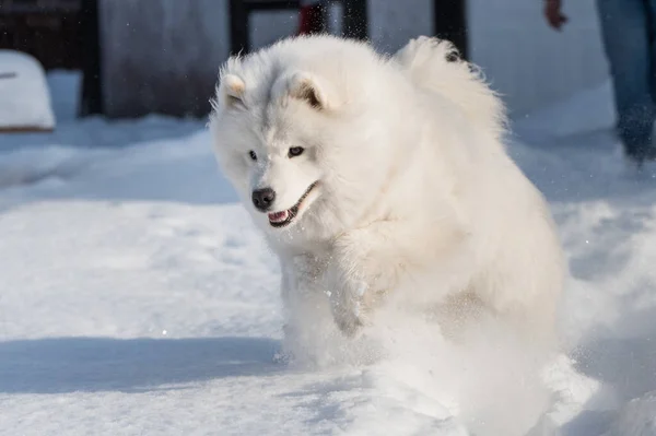 Samoyedo Perro Blanco Está Corriendo Nieve Fuera Fondo Invierno —  Fotos de Stock