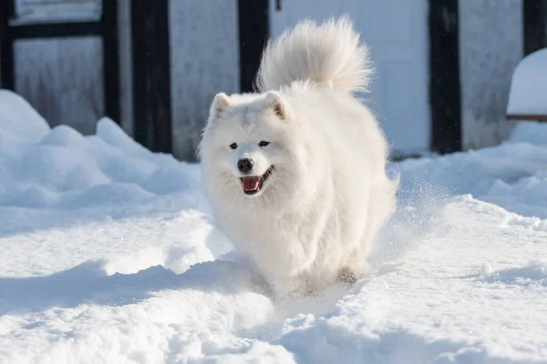 Samoyed Λευκό Σκυλί Τρέχει Στο Χιόνι Έξω Στο Φόντο Του — Φωτογραφία Αρχείου