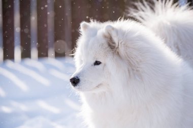 Samoyed beyaz köpek kışın arka planda karla kaplanmış..