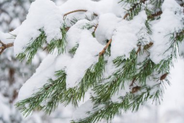 Kış ormanlarında kar altında bir Noel ağacının kar dalları. Noel kutlaması