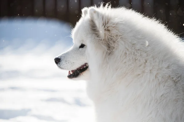 Samoyed Biały Pies Zbliżyć Się Śniegu Zewnątrz Tle Zimy — Zdjęcie stockowe