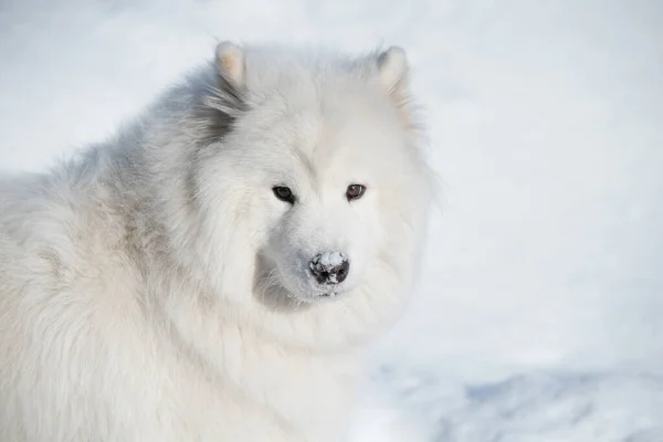 Samoyed Biały Pies Zbliżyć Się Śniegu Zewnątrz Tle Zimy — Zdjęcie stockowe