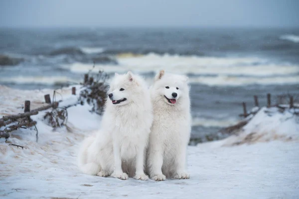 Два Білих Пухнастих Самообачних Собаки Знаходяться Сніговому Узбережжі Балтійського Моря — стокове фото