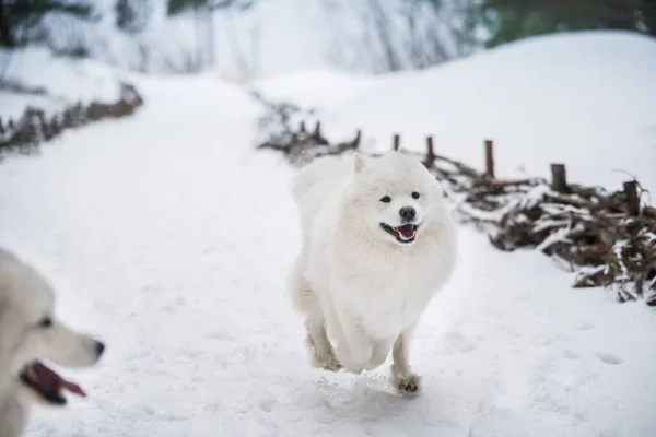 Samoyed Λευκό Σκυλί Τρέχει Στο Χιόνι Έξω Στο Φόντο Του — Φωτογραφία Αρχείου