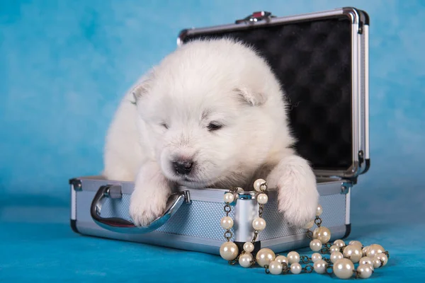 White fluffy small Samoyed puppy dog in a small suitcase in front of blue background