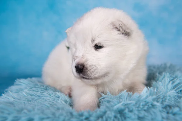 Blanco Peludo Pequeño Perro Cachorro Samoyed Está Sentado Sobre Fondo —  Fotos de Stock