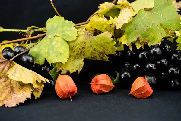 Liście Winogron Winogrona Jesiennym Świetle — Zdjęcie stockowe