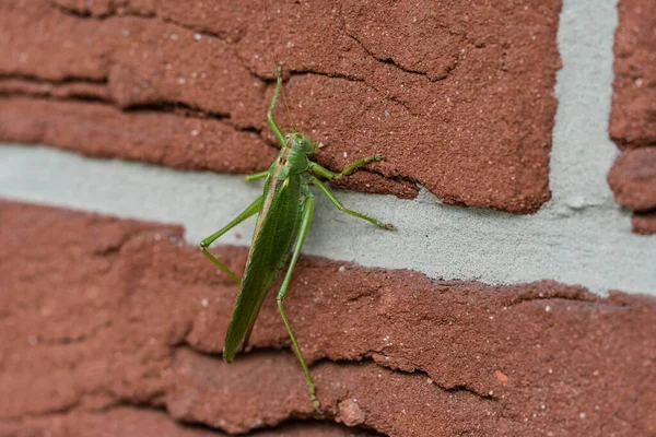 European Green Grasshopper Garden — Stock Photo, Image