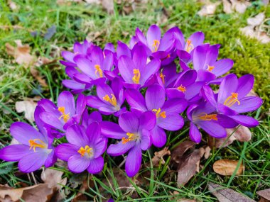 Çiçek yaprakları ve huni şeklindeki çiçek bitkileri.