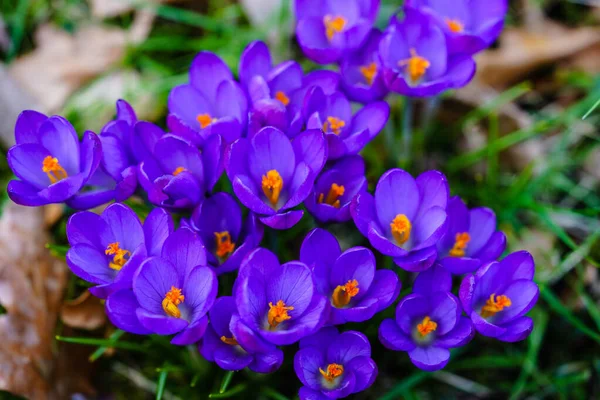 blooming crocus plants with funnel-shaped flowers leaves