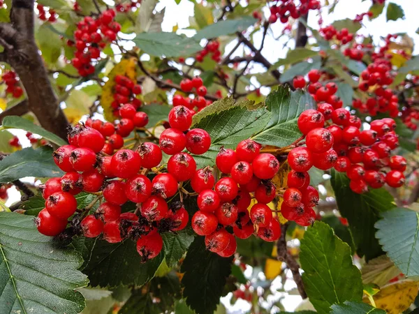 Κόκκινα Σμέουρα Sorbus Aucuparia Στη Νορβηγία — Φωτογραφία Αρχείου