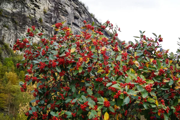 Červený Pták Bobule Sorbus Aucuparia Norway — Stock fotografie