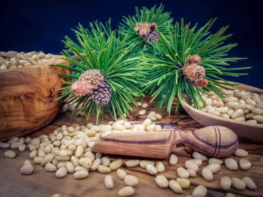 Sedir konileri ve zeytin ağacında fındıklar