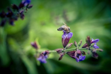 Mavi bilge çiçekleri ve zeytin ağacında yeşil yapraklar
