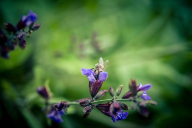Mavi bilge çiçekleri ve zeytin ağacında yeşil yapraklar