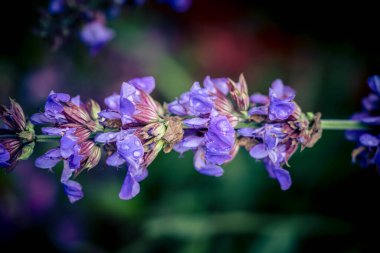 Mavi bilge çiçekleri ve zeytin ağacında yeşil yapraklar