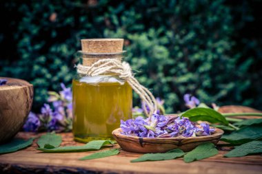 Mavi bilge çiçekleri ve zeytin ağacında yeşil yapraklar