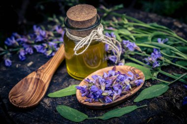 Mavi bilge çiçekleri ve zeytin ağacında yeşil yapraklar