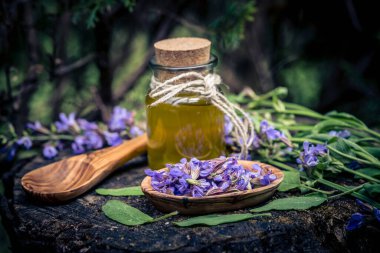 Mavi bilge çiçekleri ve zeytin ağacında yeşil yapraklar