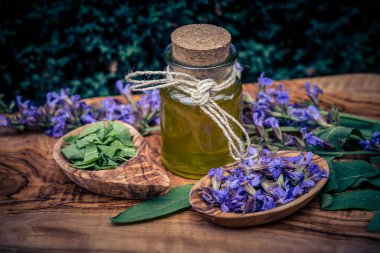 Mavi bilge çiçekleri ve zeytin ağacında yeşil yapraklar