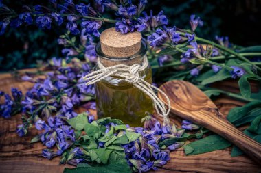 Mavi bilge çiçekleri ve zeytin ağacında yeşil yapraklar