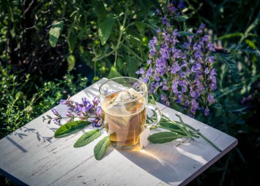 Mavi bilge çiçekleri ve zeytin ağacında yeşil yapraklar