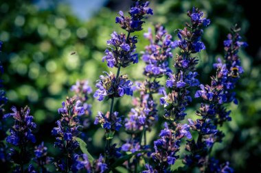 Mavi bilge çiçekleri ve zeytin ağacında yeşil yapraklar