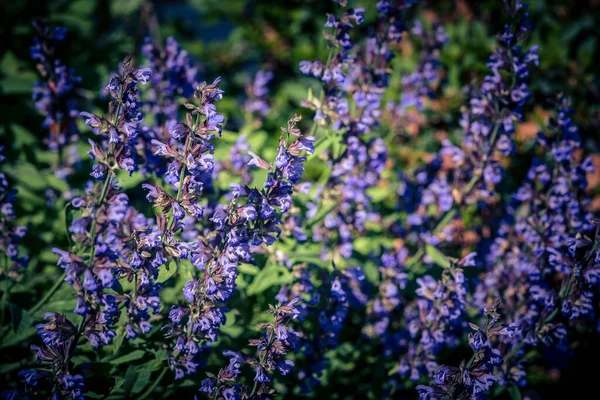 Blå Salvia Blommar Och Gröna Blad Olivträ — Stockfoto