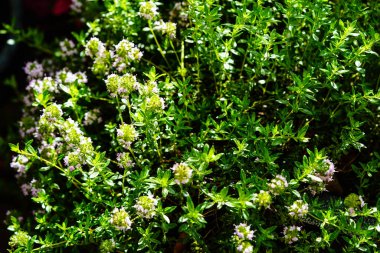 lezzetli satureja hortensis lezzetli mutfak otları