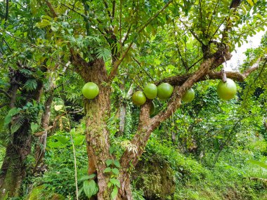 Vahşi Calabash ağacı Crescentia cujete Dominica ormanında