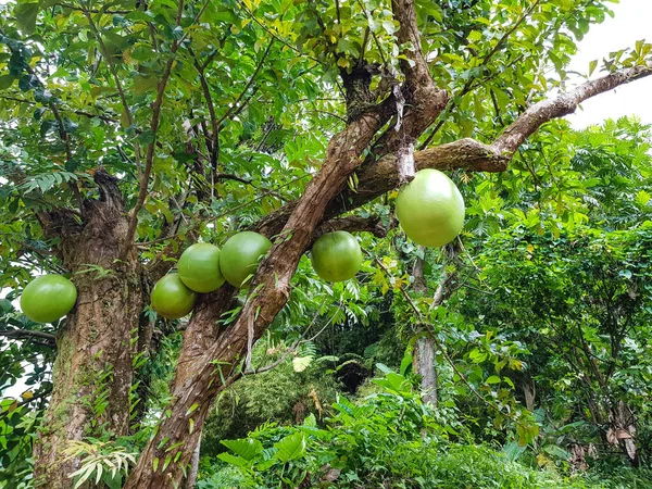 ドミニカのジャングルの中の野生のカラバシュの木のクレセンシア キュージート — ストック写真