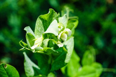 Bir yığın yeşil bezelye Pisum sativum.