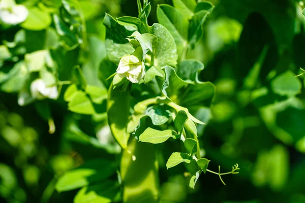 Une Pile Petits Pois Verts Pisum Sativum — Photo