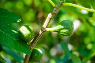 Ficus carica incir ağacı ve Hamburg 'un yanındaki eski ülkede meyveler.