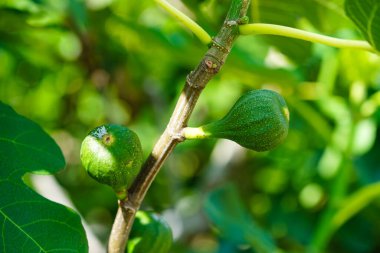 Ficus carica incir ağacı ve Hamburg 'un yanındaki eski ülkede meyveler.