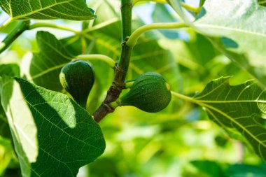 Ficus carica incir ağacı ve Hamburg 'un yanındaki eski ülkede meyveler.