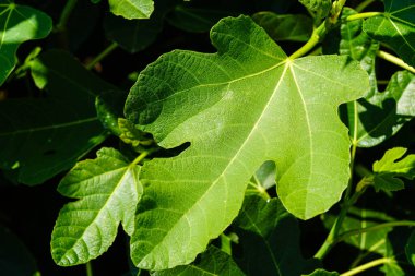 Ficus carica incir ağacı ve Hamburg 'un yanındaki eski ülkede meyveler.