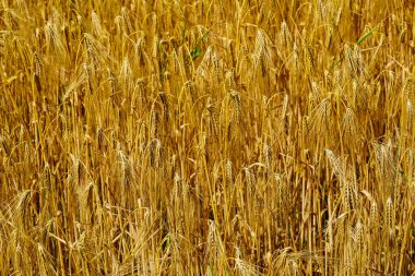 Ripe grain in a cornfield near Hamburg