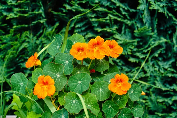 Die Hübschen Orangen Blüten Der Kapuzinerkresse Tropaeolum Majus — Stockfoto